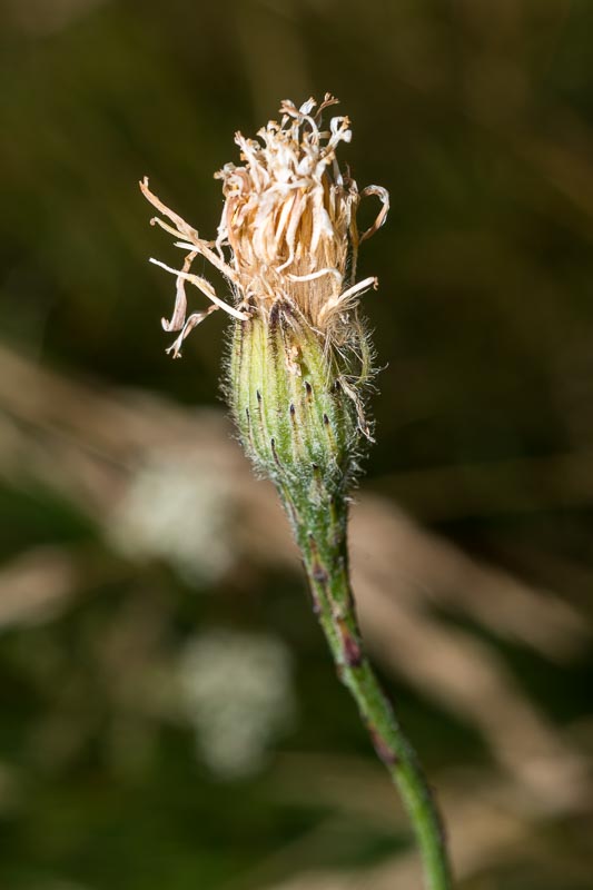 Scorzoneroides autumnalis / Dente di leone ramoso